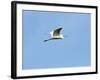 Great Egret-Gary Carter-Framed Photographic Print