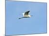 Great Egret-Gary Carter-Mounted Photographic Print