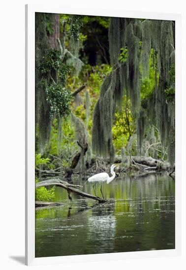 Great Egret-Gary Carter-Framed Photographic Print