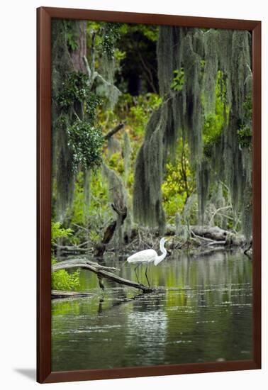 Great Egret-Gary Carter-Framed Photographic Print