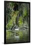 Great Egret-Gary Carter-Framed Photographic Print