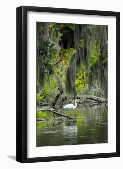 Great Egret-Gary Carter-Framed Photographic Print