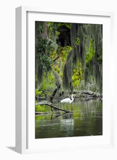 Great Egret-Gary Carter-Framed Photographic Print