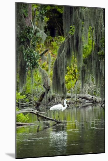 Great Egret-Gary Carter-Mounted Photographic Print