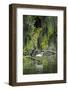 Great Egret-Gary Carter-Framed Photographic Print