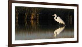 Great Egret-Ken Archer-Framed Photographic Print