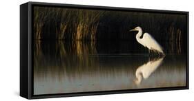 Great Egret-Ken Archer-Framed Stretched Canvas