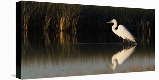 Great Egret-Ken Archer-Stretched Canvas