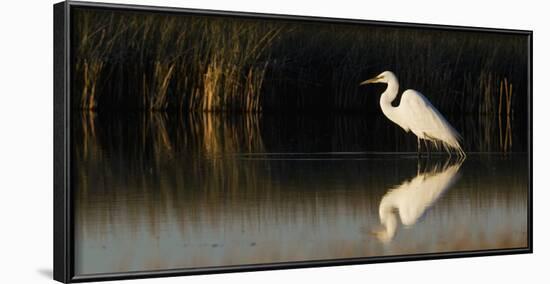 Great Egret-Ken Archer-Framed Photographic Print