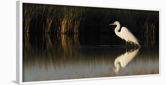 Great Egret-Ken Archer-Framed Photographic Print