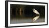 Great Egret-Ken Archer-Framed Photographic Print