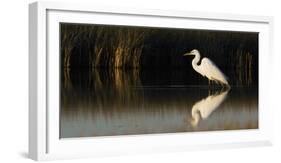 Great Egret-Ken Archer-Framed Photographic Print