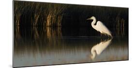 Great Egret-Ken Archer-Mounted Photographic Print