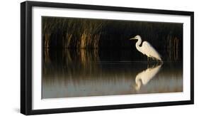 Great Egret-Ken Archer-Framed Premium Photographic Print