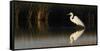 Great Egret-Ken Archer-Framed Stretched Canvas