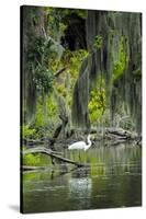 Great Egret-Gary Carter-Stretched Canvas