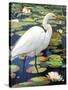 Great Egret-Max Hayslette-Stretched Canvas