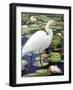 Great Egret-Max Hayslette-Framed Giclee Print