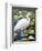 Great Egret-Max Hayslette-Framed Giclee Print