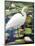 Great Egret-Max Hayslette-Mounted Giclee Print