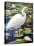 Great Egret-Max Hayslette-Stretched Canvas