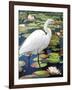 Great Egret-Max Hayslette-Framed Giclee Print