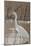 Great Egret-Rusty Frentner-Mounted Premium Giclee Print