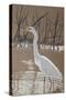 Great Egret-Rusty Frentner-Stretched Canvas