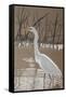 Great Egret-Rusty Frentner-Framed Stretched Canvas