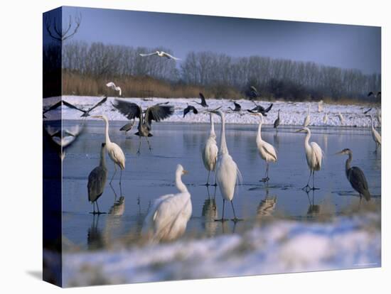 Great Egrets, and Grey Herons, on Frozen Lake, Pusztaszer, Hungary-Bence Mate-Stretched Canvas