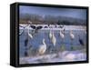 Great Egrets, and Grey Herons, on Frozen Lake, Pusztaszer, Hungary-Bence Mate-Framed Stretched Canvas