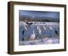 Great Egrets, and Grey Herons, on Frozen Lake, Pusztaszer, Hungary-Bence Mate-Framed Premium Photographic Print