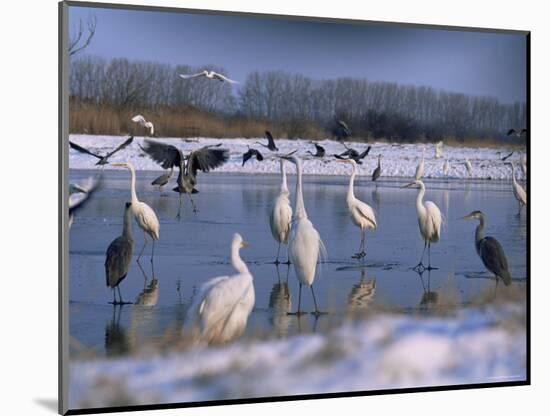 Great Egrets, and Grey Herons, on Frozen Lake, Pusztaszer, Hungary-Bence Mate-Mounted Premium Photographic Print