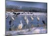 Great Egrets, and Grey Herons, on Frozen Lake, Pusztaszer, Hungary-Bence Mate-Mounted Premium Photographic Print