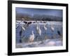 Great Egrets, and Grey Herons, on Frozen Lake, Pusztaszer, Hungary-Bence Mate-Framed Photographic Print