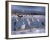 Great Egrets, and Grey Herons, on Frozen Lake, Pusztaszer, Hungary-Bence Mate-Framed Photographic Print