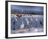 Great Egrets, and Grey Herons, on Frozen Lake, Pusztaszer, Hungary-Bence Mate-Framed Photographic Print