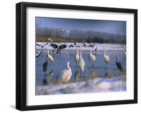 Great Egrets, and Grey Herons, on Frozen Lake, Pusztaszer, Hungary-Bence Mate-Framed Photographic Print