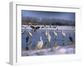 Great Egrets, and Grey Herons, on Frozen Lake, Pusztaszer, Hungary-Bence Mate-Framed Photographic Print
