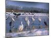 Great Egrets, and Grey Herons, on Frozen Lake, Pusztaszer, Hungary-Bence Mate-Mounted Photographic Print