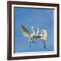 Great Egrets (Ardea Alba) Territorial Dispute Above Nest Colony-Juan Carlos Munoz-Framed Photographic Print