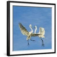 Great Egrets (Ardea Alba) Territorial Dispute Above Nest Colony-Juan Carlos Munoz-Framed Photographic Print