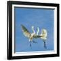 Great Egrets (Ardea Alba) Territorial Dispute Above Nest Colony-Juan Carlos Munoz-Framed Photographic Print
