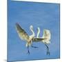 Great Egrets (Ardea Alba) Territorial Dispute Above Nest Colony-Juan Carlos Munoz-Mounted Photographic Print