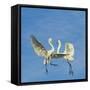 Great Egrets (Ardea Alba) Territorial Dispute Above Nest Colony-Juan Carlos Munoz-Framed Stretched Canvas