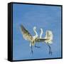 Great Egrets (Ardea Alba) Territorial Dispute Above Nest Colony-Juan Carlos Munoz-Framed Stretched Canvas