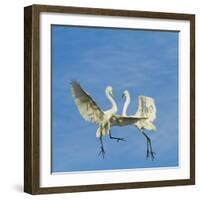 Great Egrets (Ardea Alba) Territorial Dispute Above Nest Colony-Juan Carlos Munoz-Framed Photographic Print