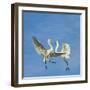 Great Egrets (Ardea Alba) Territorial Dispute Above Nest Colony-Juan Carlos Munoz-Framed Photographic Print