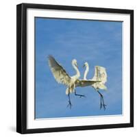 Great Egrets (Ardea Alba) Territorial Dispute Above Nest Colony-Juan Carlos Munoz-Framed Photographic Print