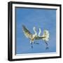 Great Egrets (Ardea Alba) Territorial Dispute Above Nest Colony-Juan Carlos Munoz-Framed Photographic Print